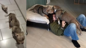 Illustration : Affamée au point de manger du carton et trop faible pour nourrir ses chiots, cette chienne s'épanouit avec sa fille auprès de leurs adoptants