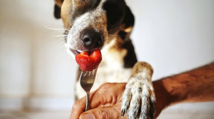Illustration : Les fruits sont-ils sans danger pour votre chien ? 