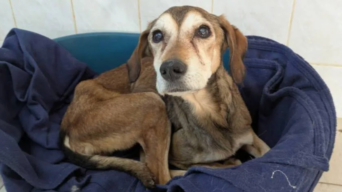 Illustration : "Sauvée grâce aux signalements de voisins, cette chienne squelettique de 13 ans se reconstruit dans un refuge adapté"