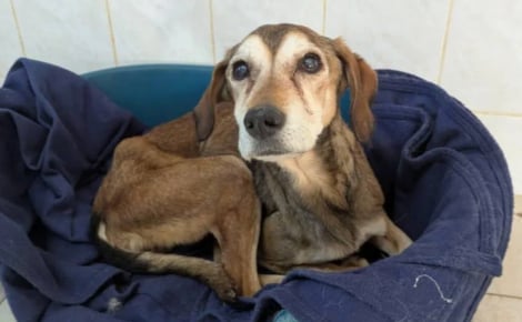 Sauvée grâce aux signalements de voisins, cette chienne squelettique de 13 ans se reconstruit dans un refuge adapté