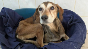 Illustration : Sauvée grâce aux signalements de voisins, cette chienne squelettique de 13 ans se reconstruit dans un refuge adapté