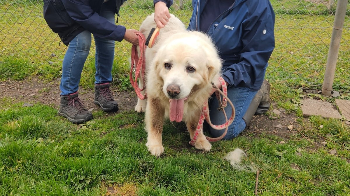 Illustration : "À la SPA de Sarrebourg, 2 Bergers des Tatras attendent des adoptants expérimentés après le décès de leur éleveur (vidéo)"