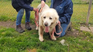 Illustration : À la SPA de Sarrebourg, 2 Bergers des Tatras attendent des adoptants expérimentés après le décès de leur éleveur (vidéo)