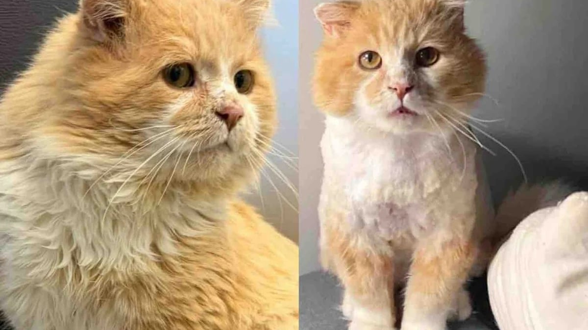 Illustration : "Sauvé de la rue et du froid, un chat trouve enfin un foyer et sort de sa coquille (vidéo)"