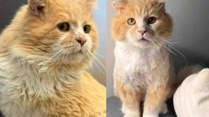 Illustration : Sauv&eacute; de la rue et du froid, un chat trouve enfin un foyer et sort de sa coquille (vid&eacute;o)