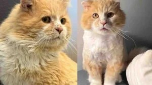 Illustration : Sauvé de la rue et du froid, un chat trouve enfin un foyer et sort de sa coquille (vidéo)