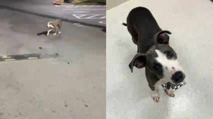 Illustration : Une famille en vacances rencontre une chienne errante couverte de puces sur l'embarcad&egrave;re, l'emm&egrave;ne en cachette &agrave; l'h&ocirc;tel et d&eacute;cide de l'adopter (vid&eacute;o)