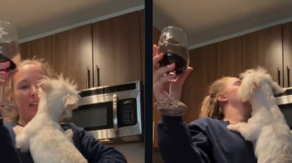 Illustration : Un Westie risquant l&rsquo;euthanasie est adopt&eacute; par un couple et fait preuve d'un attachement intense et tr&egrave;s rapide avec eux (vid&eacute;o)