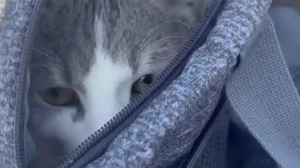 Illustration : D&eacute;couvert abandonn&eacute; dans un sac au bord d'une route enneig&eacute;e, ce chat s&eacute;nior au temp&eacute;rament doux trouve enfin une famille