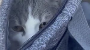 Illustration : Découvert abandonné dans un sac au bord d'une route enneigée, ce chat sénior au tempérament doux trouve enfin une famille