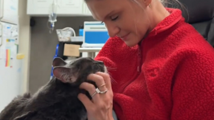 Illustration : Une b&eacute;n&eacute;vole offre un nouveau d&eacute;part &agrave; un chat s&eacute;nior plac&eacute; en refuge apr&egrave;s le d&eacute;part de ses ma&icirc;tres en maison de retraite (vid&eacute;o)