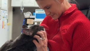 Illustration : Une bénévole offre un nouveau départ à un chat sénior placé en refuge après le départ de ses maîtres en maison de retraite (vidéo)