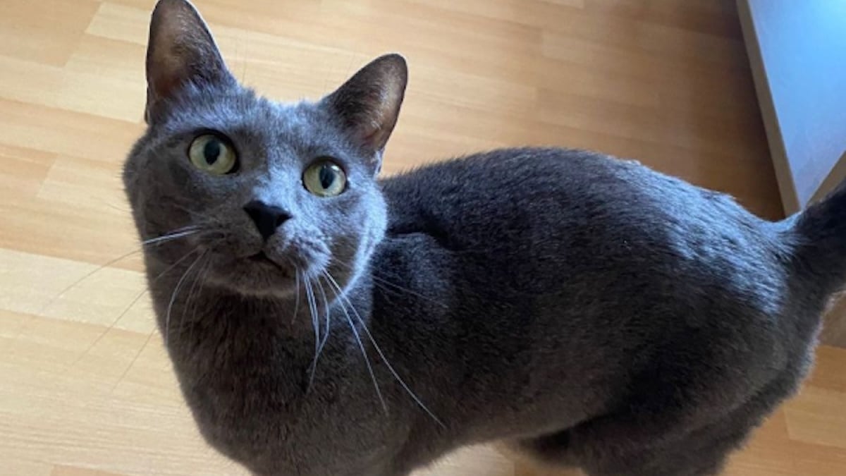 Illustration : "5 chats gris que vous pouvez adopter et qui vous aimeront toute la vie"