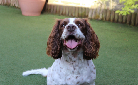 Apprentissage canin, pourquoi certains chiens sont-ils des génies pour retenir le nom des objets ?