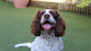Illustration : "Apprentissage canin, pourquoi certains chiens sont-ils des génies pour retenir le nom des objets ?"