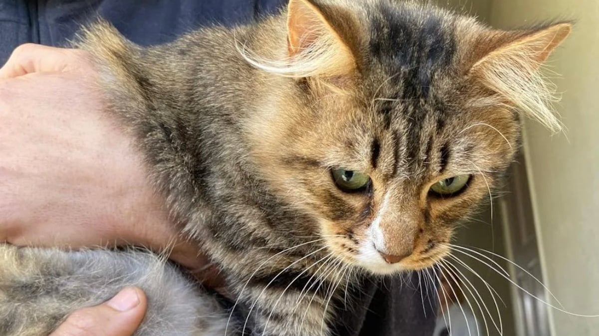 Illustration : "« Les chatons étaient donnés sur les sites d’annonces en ligne », 13 chats secourus à Angers après des reproductions incontrôlées"