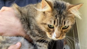 Illustration : "« Les chatons étaient donnés sur les sites d’annonces en ligne », 13 chats secourus à Angers après des reproductions incontrôlées"