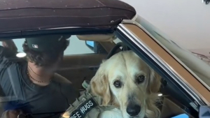 Illustration : Ce Golden Retriever ayant vécu en appartement fait un joyeux tour du propriétaire dans sa nouvelle grande maison avec jardin (vidéo)