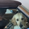 Illustration : Ce Golden Retriever ayant v&eacute;cu en appartement fait un joyeux tour du propri&eacute;taire dans sa nouvelle grande maison avec jardin (vid&eacute;o)