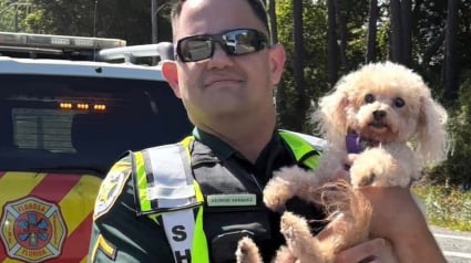 Illustration : Apr&egrave;s un accident impliquant 4 voitures, un policier rassure une chienne s&eacute;niore s&eacute;par&eacute;e de sa propri&eacute;taire hospitalis&eacute;e jusqu'&agrave; l'arriv&eacute;e de la famille