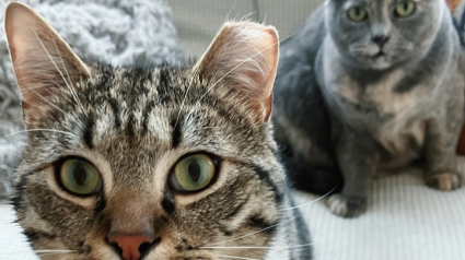 Illustration : Une m&egrave;re d&rsquo;accueil assiste &agrave; un d&eacute;but d&rsquo;amiti&eacute; touchant entre un chat et une chatte accueillis apr&egrave;s une vie d&rsquo;errance