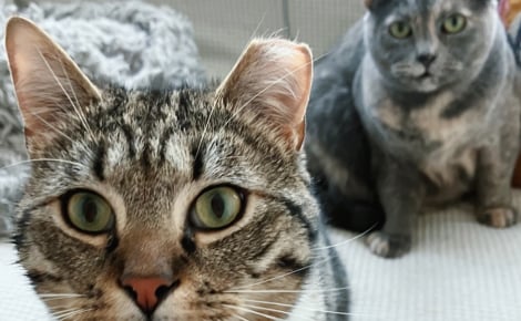 Une mère d’accueil assiste à un début d’amitié touchant entre un chat et une chatte accueillis après une vie d’errance