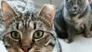 Illustration : Une mère d’accueil assiste à un début d’amitié touchant entre un chat et une chatte accueillis après une vie d’errance