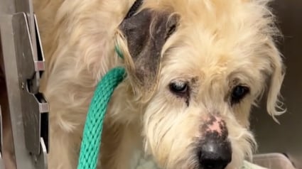 Illustration : Une b&eacute;n&eacute;vole rend visite au &laquo; chien le plus d&eacute;prim&eacute; du refuge &raquo; et lui fait passer une joyeuse journ&eacute;e (vid&eacute;o)