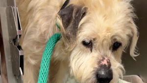 Illustration : Une bénévole rend visite au « chien le plus déprimé du refuge » et lui fait passer une joyeuse journée (vidéo)