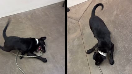 Illustration : &laquo; La troisi&egrave;me fois sera la bonne &raquo;, un chiot de 13 semaines ramen&eacute; 2 fois au refuge trouve enfin son foyer