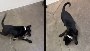 Illustration : « La troisième fois sera la bonne », un chiot de 13 semaines ramené 2 fois au refuge trouve enfin son foyer