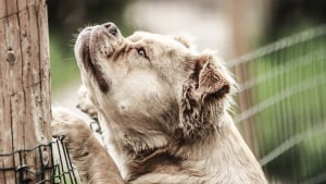 Illustration : Un chien disparu pendant 19 mois est retrouvé grâce à sa puce après un message étrange lié à une vente de véhicule imaginaire