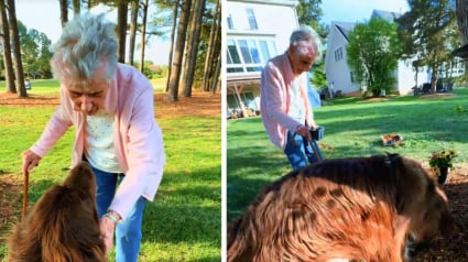 Illustration : Un Terre-Neuve aide une grand-m&egrave;re de 96 ans &agrave; planter des fleurs en creusant des trous (vid&eacute;o)