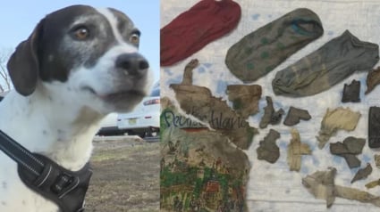 Illustration : Ce chien &laquo; n'&eacute;tait plus lui-m&ecirc;me &raquo; apr&egrave;s avoir aval&eacute; 6 chaussettes et un sac, il est sauv&eacute; par une op&eacute;ration r&eacute;alis&eacute;e en urgence