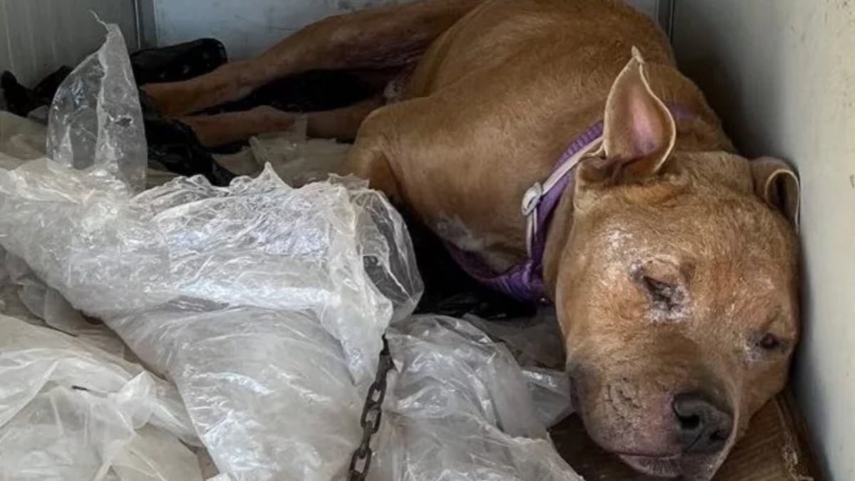 Illustration : "Découvert dans un abri de fortune sur un parking, ce chien de 7 ans atteint de leishmaniose est aujourd’hui prêt à rejoindre une famille"