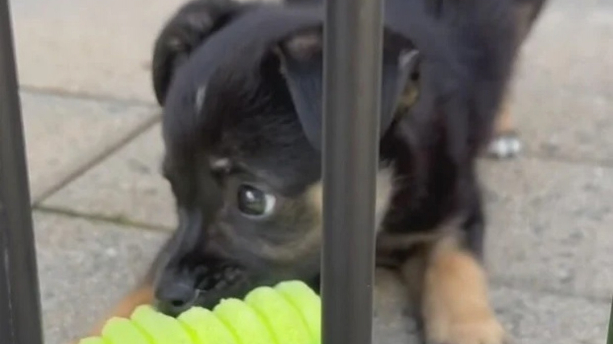 Illustration : "Jeté par son propriétaire à travers les barreaux d’un refuge, un chiot rejoint seul une clinique vétérinaire qui le sauve"