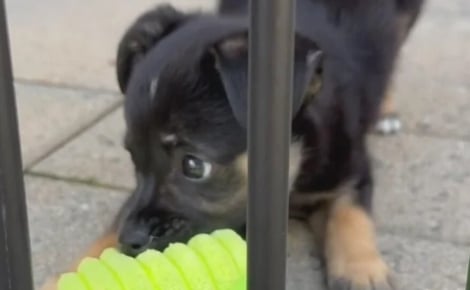 Jeté par son propriétaire à travers les barreaux d’un refuge, un chiot rejoint seul une clinique vétérinaire qui le sauve