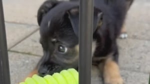 Illustration : "Jeté par son propriétaire à travers les barreaux d’un refuge, un chiot rejoint seul une clinique vétérinaire qui le sauve"