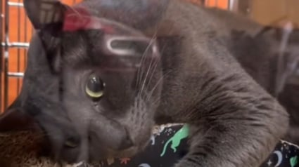 Illustration : Un chat au comportement jug&eacute; complexe attend une seconde chance apr&egrave;s avoir &eacute;t&eacute; ramen&eacute; au refuge par sa famille (vid&eacute;o)