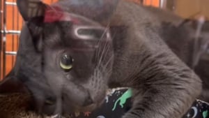 Illustration : Un chat au comportement jugé complexe attend une seconde chance après avoir été ramené au refuge par sa famille (vidéo)