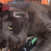 Illustration : Un chat au comportement jug&eacute; complexe attend une seconde chance apr&egrave;s avoir &eacute;t&eacute; ramen&eacute; au refuge par sa famille (vid&eacute;o)