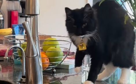Cette chatte qui a un rapport particulier avec l’eau fait tout un drame et boite dès qu’elle se mouille la patte (vidéo)