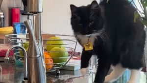 Illustration : Cette chatte qui a un rapport particulier avec l’eau fait tout un drame et boite dès qu’elle se mouille la patte (vidéo)