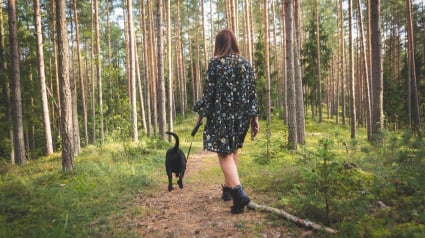 Illustration : L'obligation de tenir son chien en laisse en for&ecirc;t est entr&eacute;e en vigueur cette semaine dans toute la France, jusqu'&agrave; 750 euros d'amende en cas de non-respect