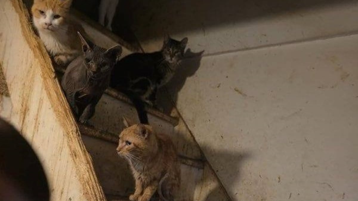 Illustration : "Autorités, secours et SPA sauvent 49 chats qui vivaient dans des conditions alarmantes chez une personne atteinte du syndrome de Noé"