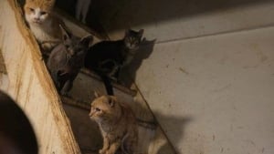 Illustration : "Autorités, secours et SPA sauvent 49 chats qui vivaient dans des conditions alarmantes chez une personne atteinte du syndrome de Noé"