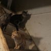 Illustration : Autorit&eacute;s, secours et SPA sauvent 49 chats qui vivaient dans des conditions alarmantes chez une personne atteinte du syndrome de No&eacute;