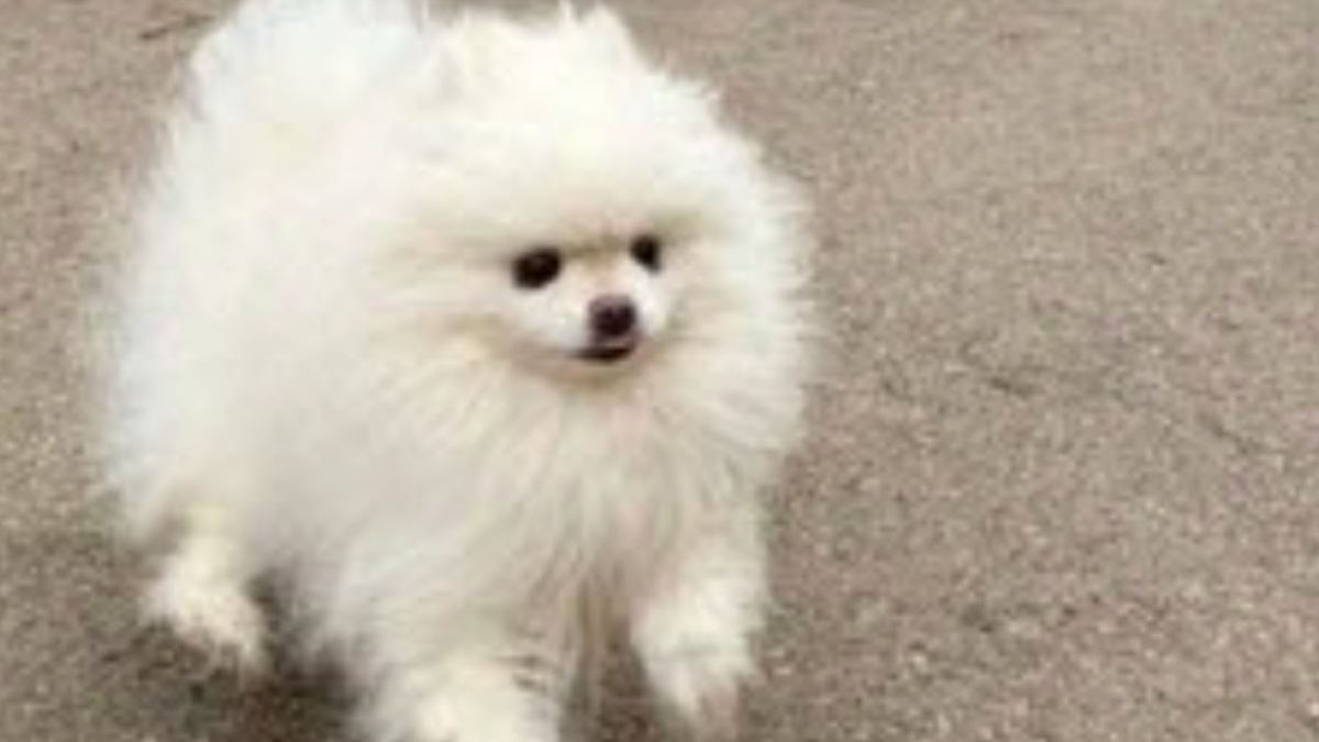 Illustration : "Après une première intervention vaine, un Spitz enfermé dans une pièce jonchée d'excréments en Meurthe-et-Moselle est enfin sauvé"