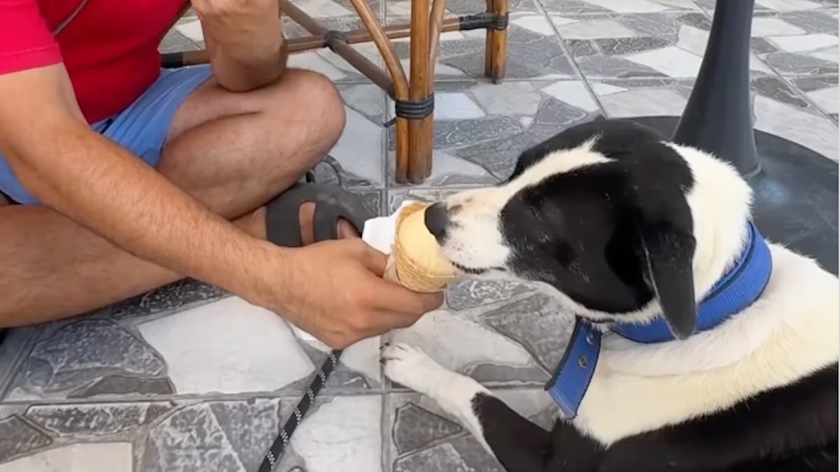 Illustration : "Pour fêter l'adoption d'une chienne attaquée par des canidés errants, ses bienfaiteurs l'emmènent à la plage et lui offrent une glace"