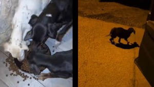 Illustration : "En pleine nuit, le YouTubeur Inoxtag sauve 3 chiots au bord d’une route et songe à adopter l’un d’eux"